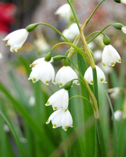 Leucojum gravetye giant.jpg